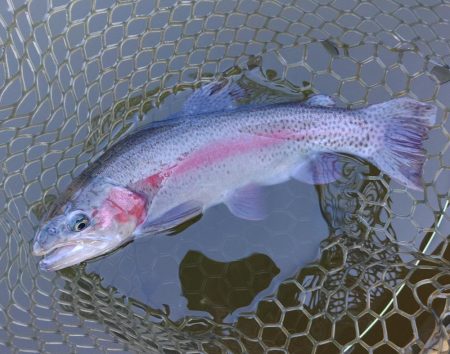 大安トラウトレイク釣果